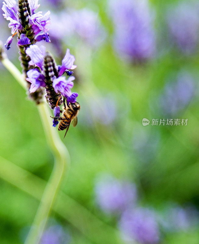 蜜蜂在薰衣草花上工作