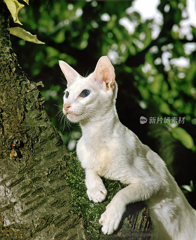 外国白家猫，成年站在树上