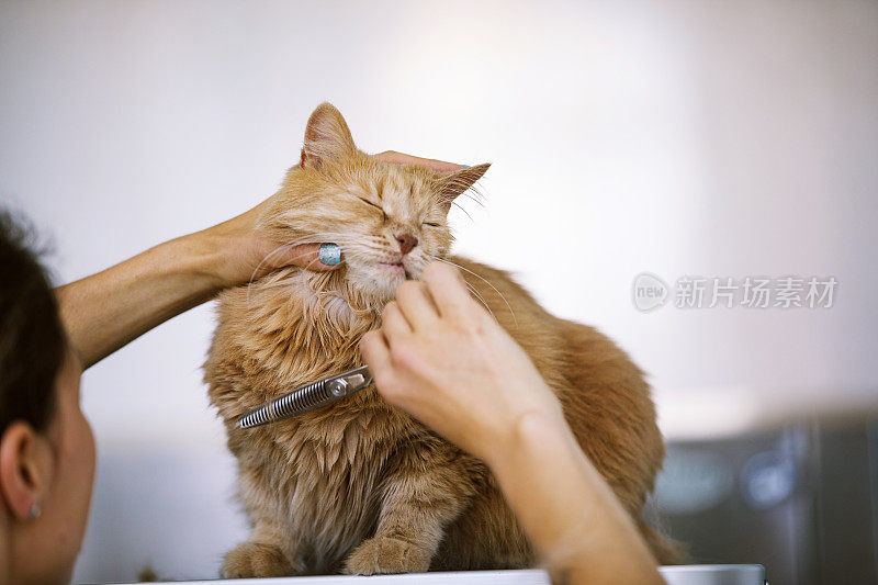 年轻女子在室内剪毛绒绒的姜黄色猫的头发