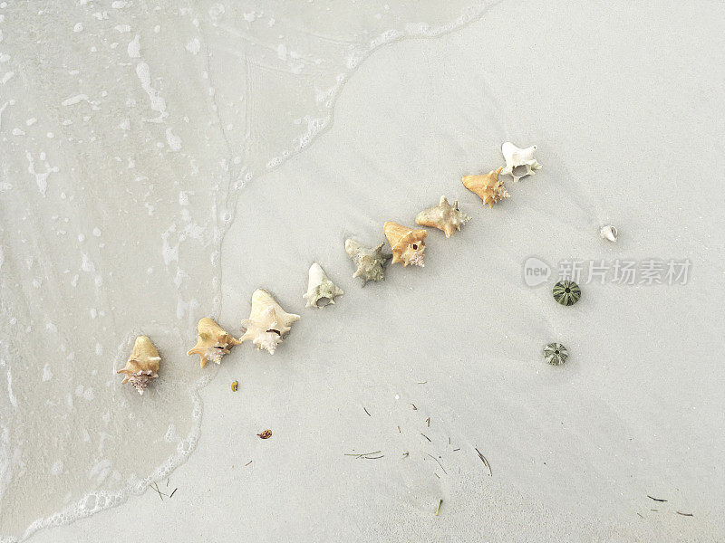 牙买加沙滩上的贝壳