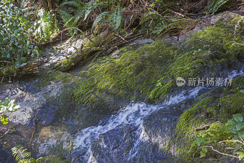 不列颠哥伦比亚省西海岸