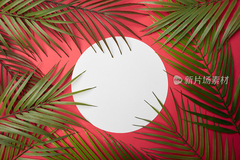 热带树叶和圆形框架背景复制空间或文字创意广告库存照片