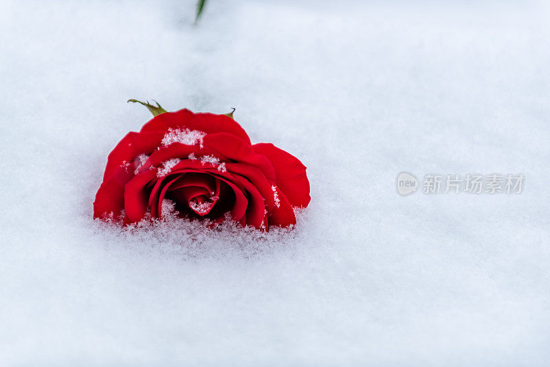 红玫瑰躺在雪中