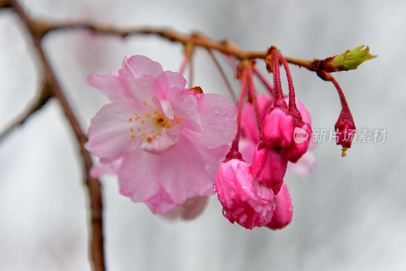 京都樱花盛开的季节:摄于加茂河河岸