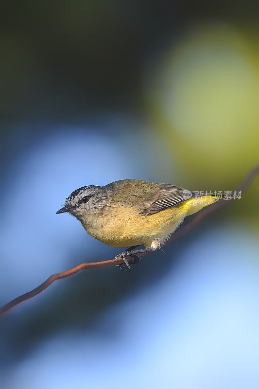 黄色的残余Thornbill