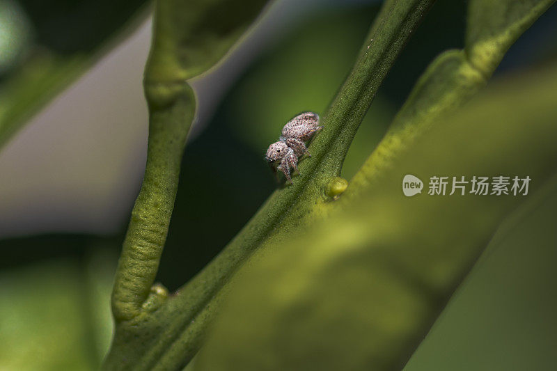 一个小蜘蛛在橘子树干的特写