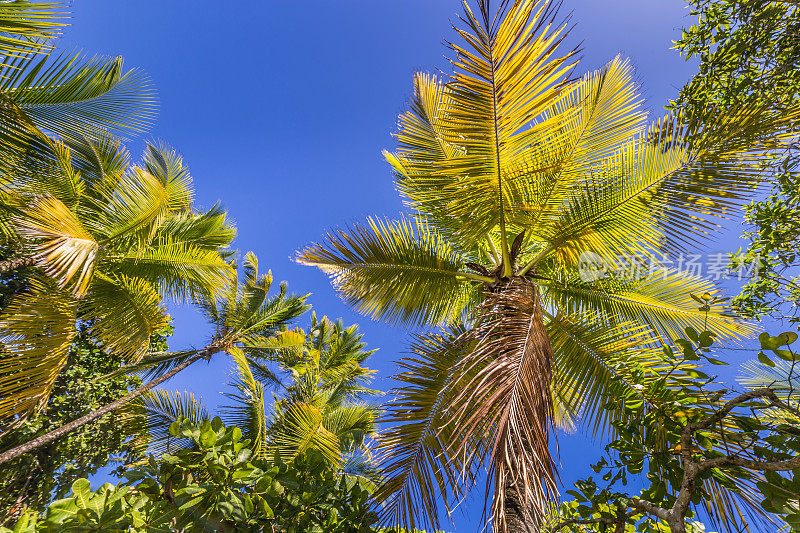 热带放松，在棕榈树的阴影下-巴伊亚，巴西东北部