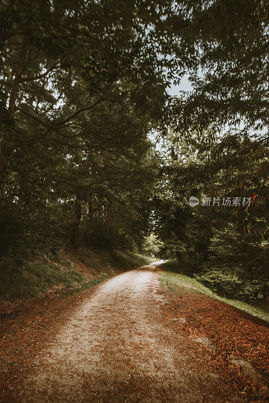 狭窄的道路在一个美丽的森林地区的秋天