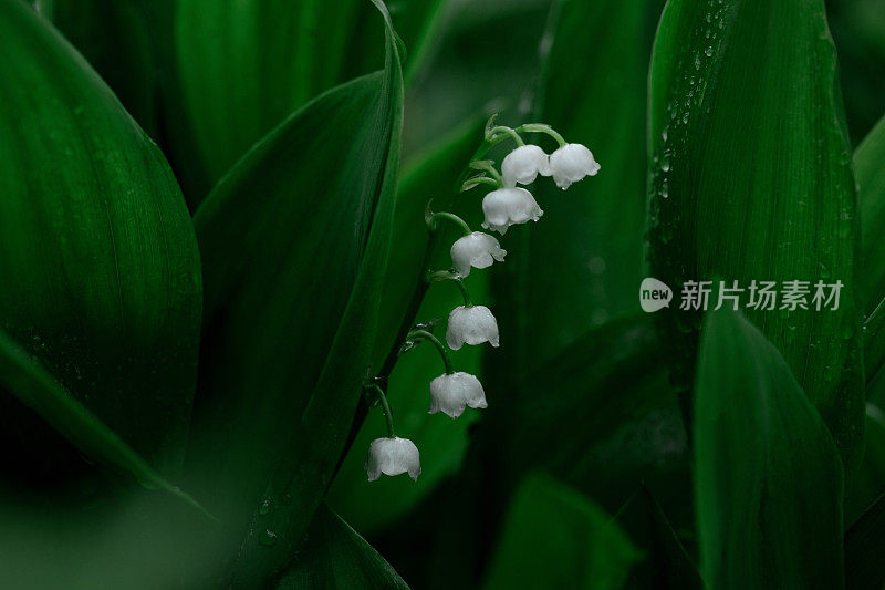 花的背景与山谷百合和绿色的叶子与水滴。