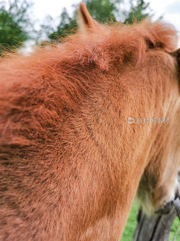 特写的棕色马驹的鬃毛