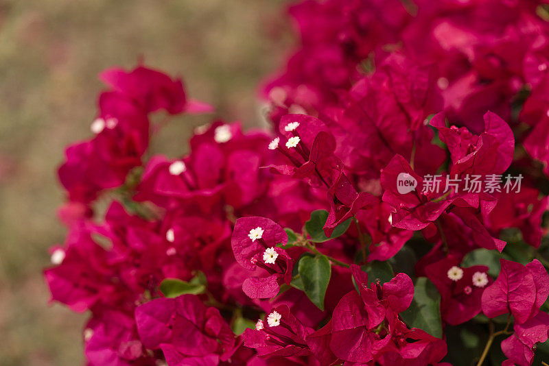 充满异域风情的花朵