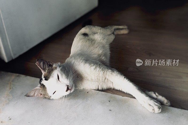 流浪猫在门前打盹