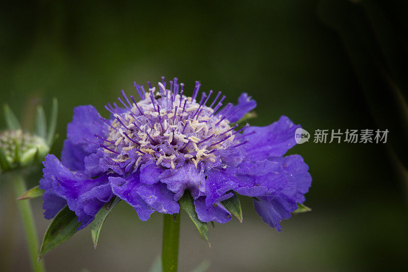 针垫花(疥疮)特写