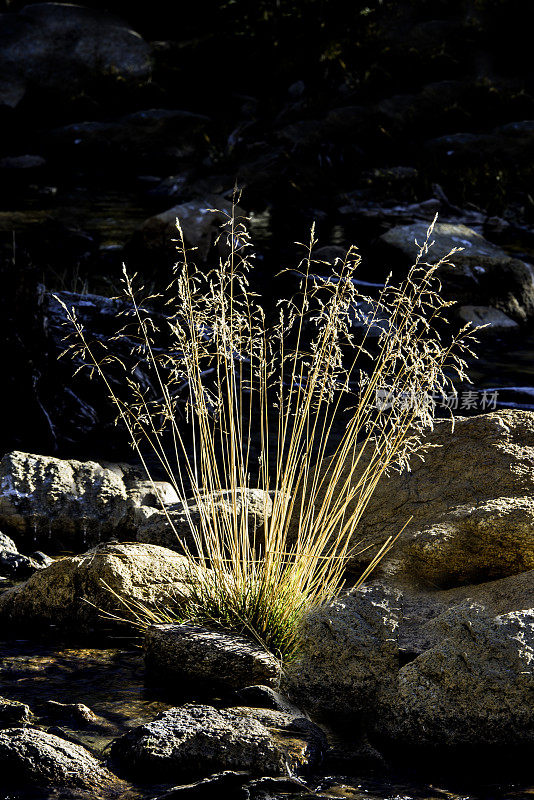 甘油三酯，一种单子叶植物，是一种多年生草，原产于加利福尼亚，也在加利福尼亚以外的地方发现，但仅限于北美西部。北湖附近的Bishop，加利福尼亚。禾本科。