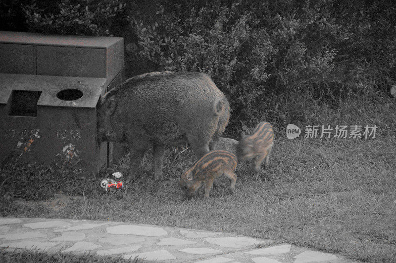 香港大帽山，野猪袭击垃圾桶