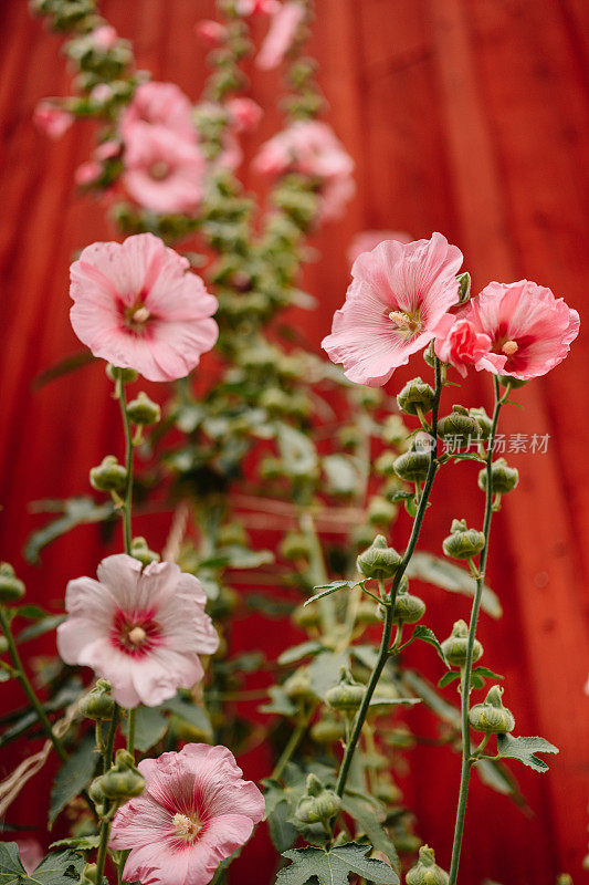 花alcea，玫瑰红，常见的蜀葵，在户外的红色墙壁在夏天