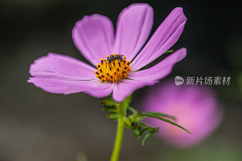 夏日花园中盛开的粉红色宇宙花