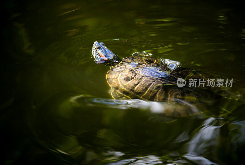 大乌龟在水里游泳