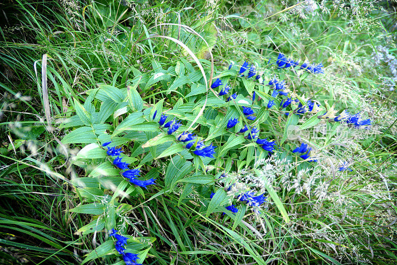 蓝柳龙胆(龙胆)在奥地利阿尔卑斯山开花。