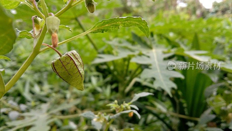 齐普鲁坎植物，草本植物