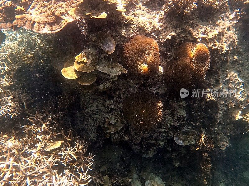 泰国古道海洋生物