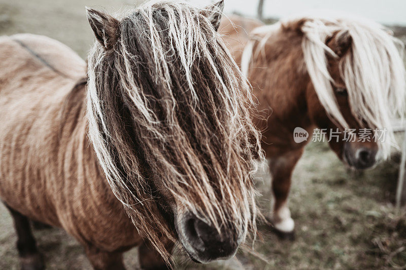 两个设得兰矮种马