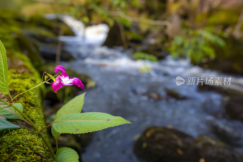 凤仙花glandulifera