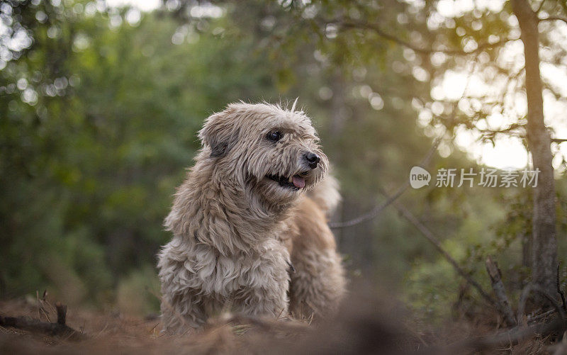 森林里的约克郡犬