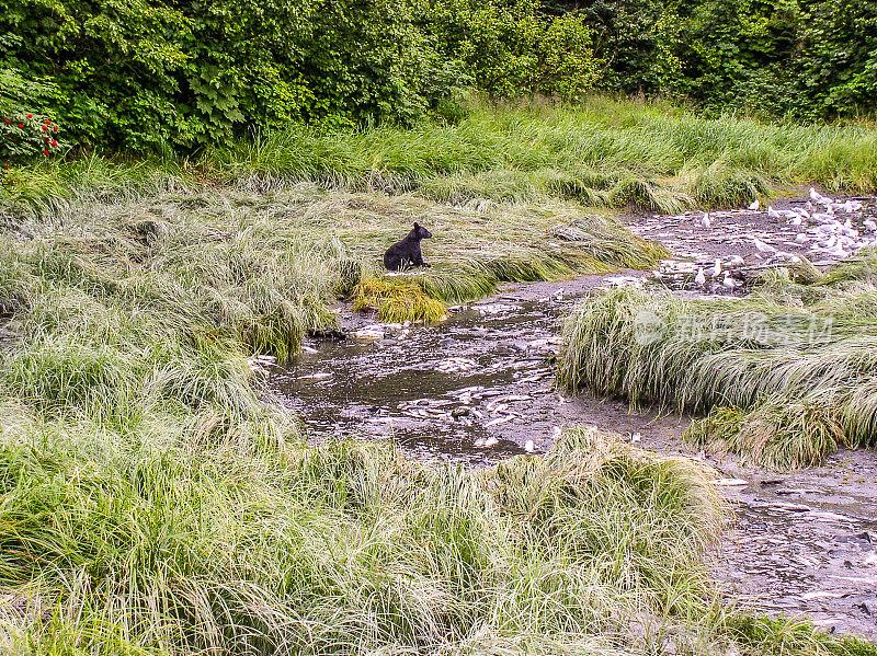 小溪边的黑熊幼崽