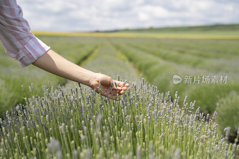 农夫的手正在检查盛开的薰衣草种植园的新收获。农业职业。保加利亚的薰衣草花田。