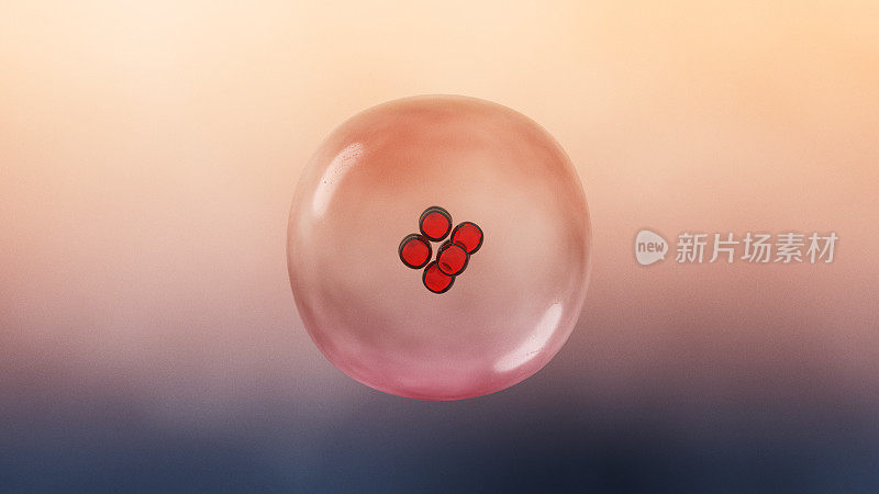 桑葚胚，受精卵分裂后形成的球形细胞