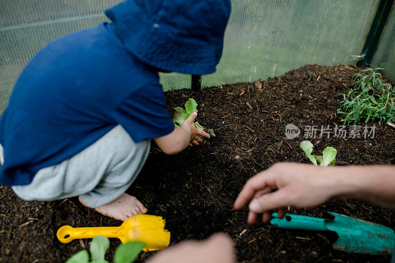 孩子和他的父亲正在菜地里种些小植物