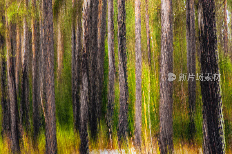 抽象的背景。林地的概念。