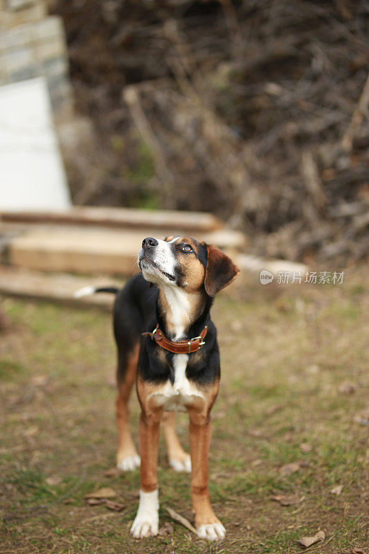 汉密尔顿猎犬