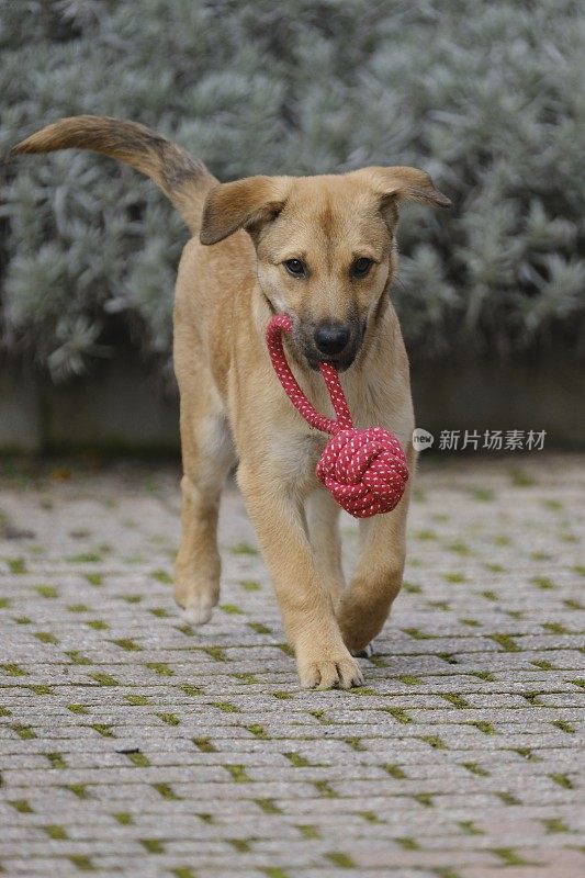 小狗玩球