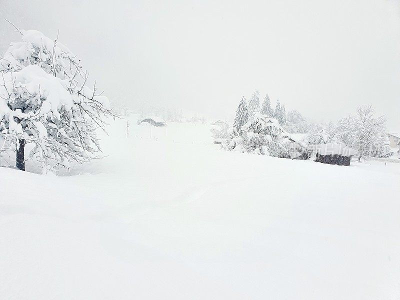 树在厚厚的积雪中