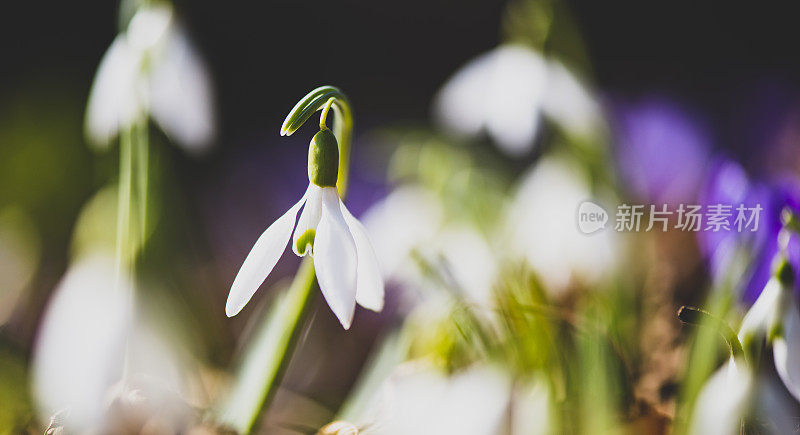 雪花莲