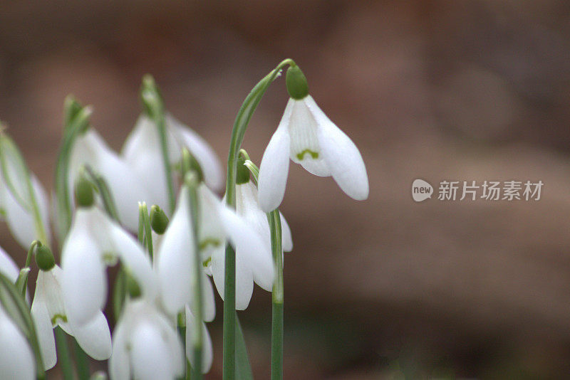 雪花莲