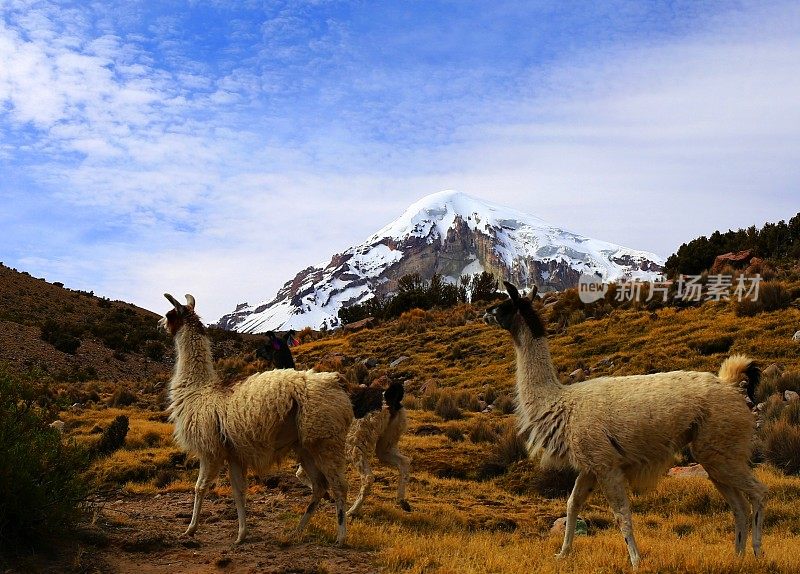 玻利维亚偏远的萨哈马国家公园