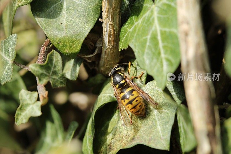 常青藤叶子上的黄蜂