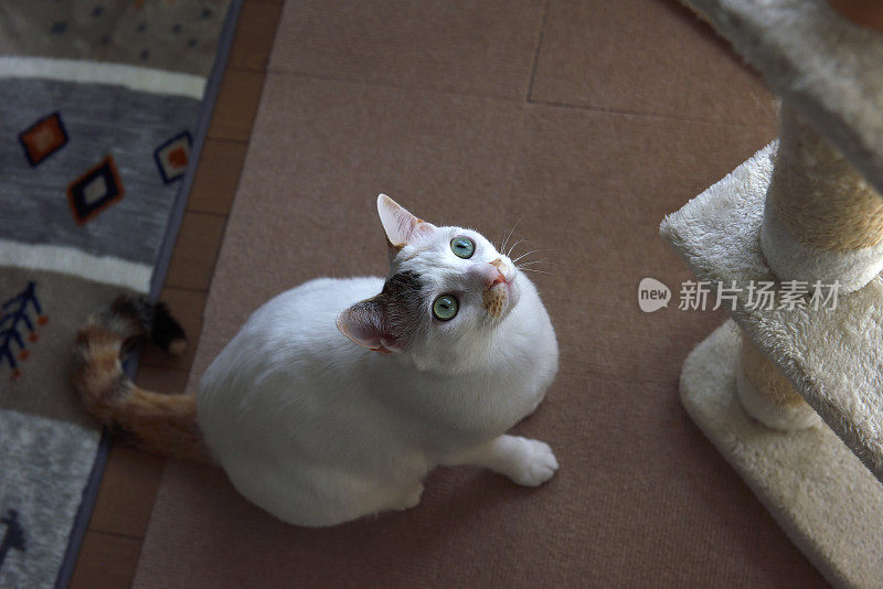 小白猫玩猫塔