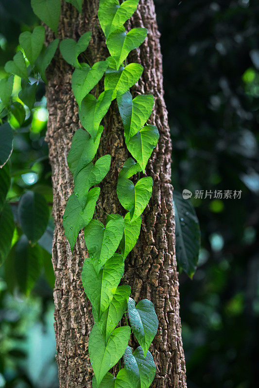 热带爬行植物在树干在泰国