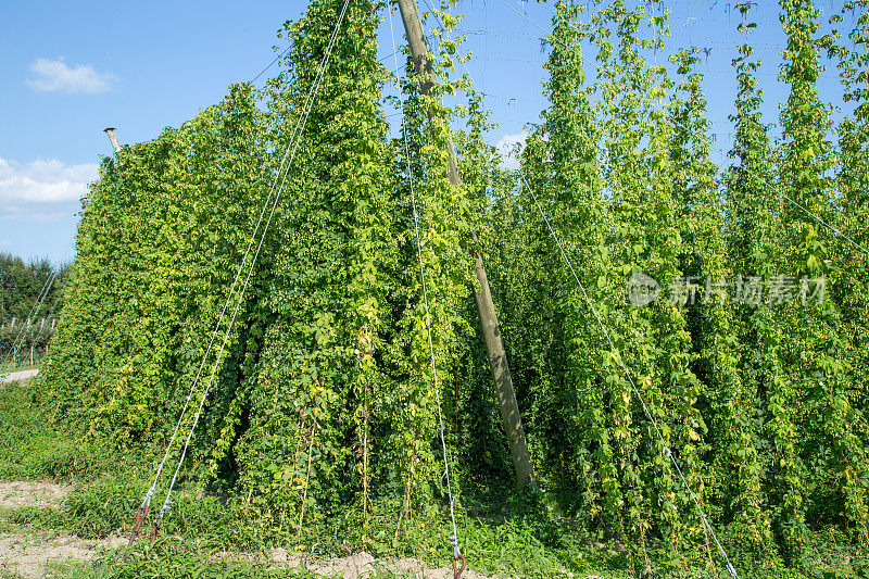 绿色啤酒花-葎草