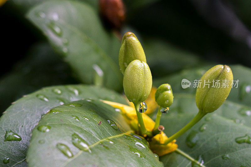 桔梗黄花植物。(米老鼠花)在花园里