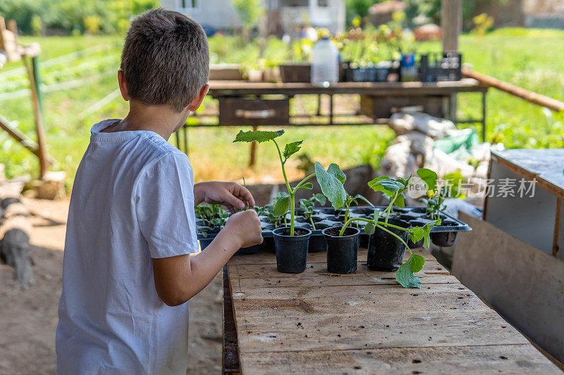 可爱的幼稚园小男孩在种树。他在家里的菜园里帮忙，玩得很开心