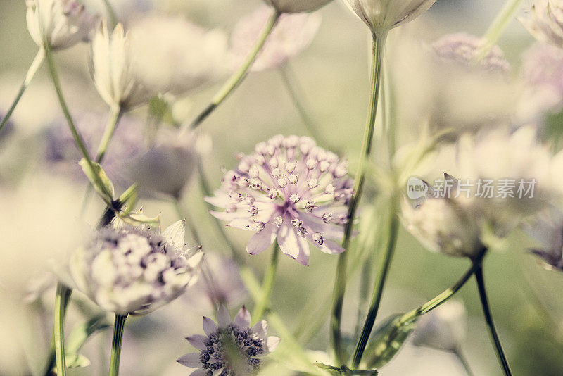 Astrantia鲜花的背景