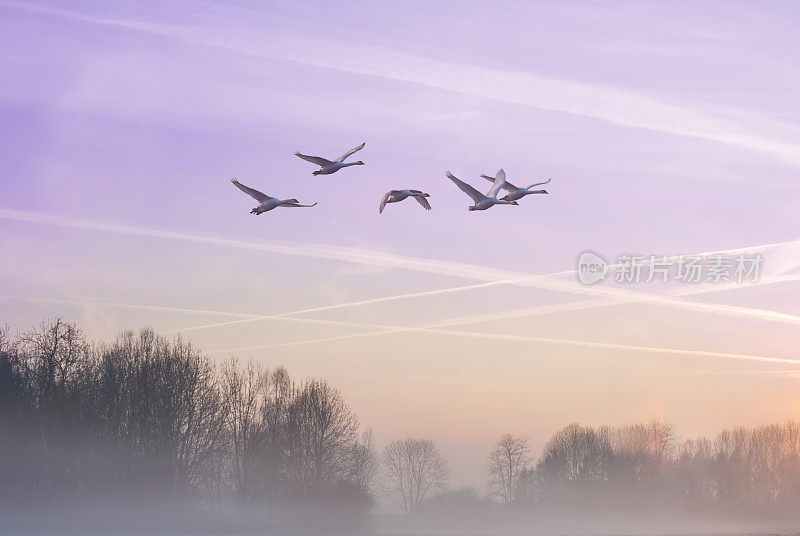 候鸟在有雾的环境中成群飞行