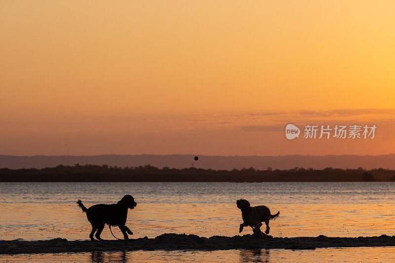 日落时分快乐的澳大利亚拉布拉多犬