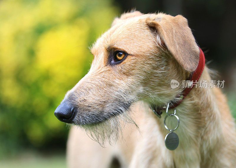 Lurcher类型的狗在各种姿势的肖像