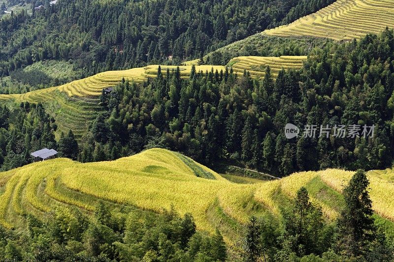 中国广西的龙基瑶族和壮族水稻梯田